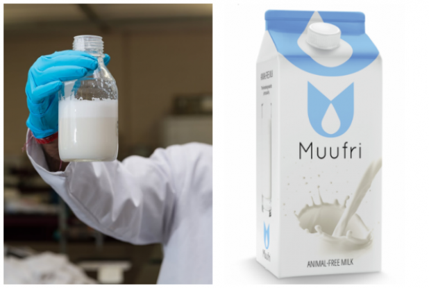 World's first artificial cow's milk to hit the market next year