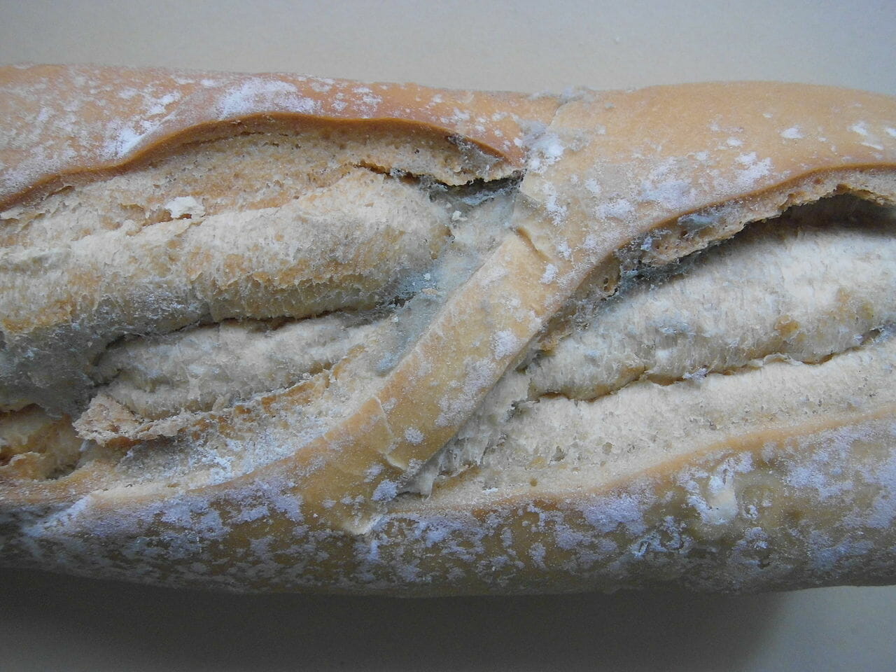 Moldy bread: Here   s what happens to your body when you eat the    clean    part