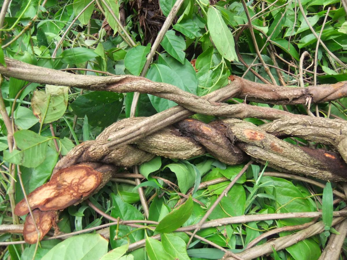 El misterioso poder de la ayahuasca
