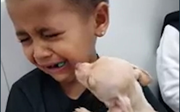 Watch This Little Boy   s Reaction When He Gets To Hold A Puppy