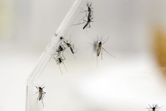 Este es el primer país del mundo que autoriza la vacuna contra el dengue