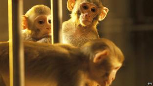 Ciencia: un mono controló a otro con su mente