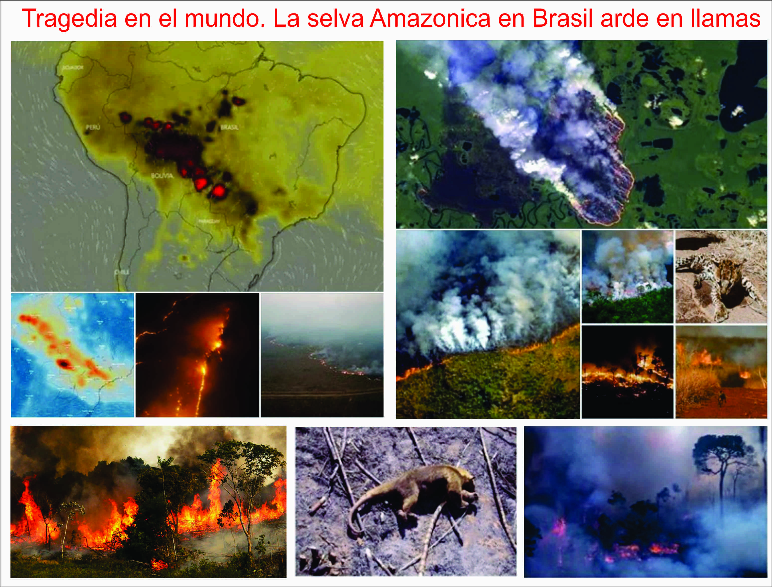  La selva Amazónica, devorada por un incendio forestal de 16 días