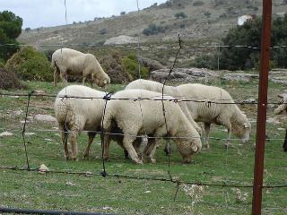 Científicos estudian la forma de purificar las flatulencias de las ovejas para reducir las emisiones