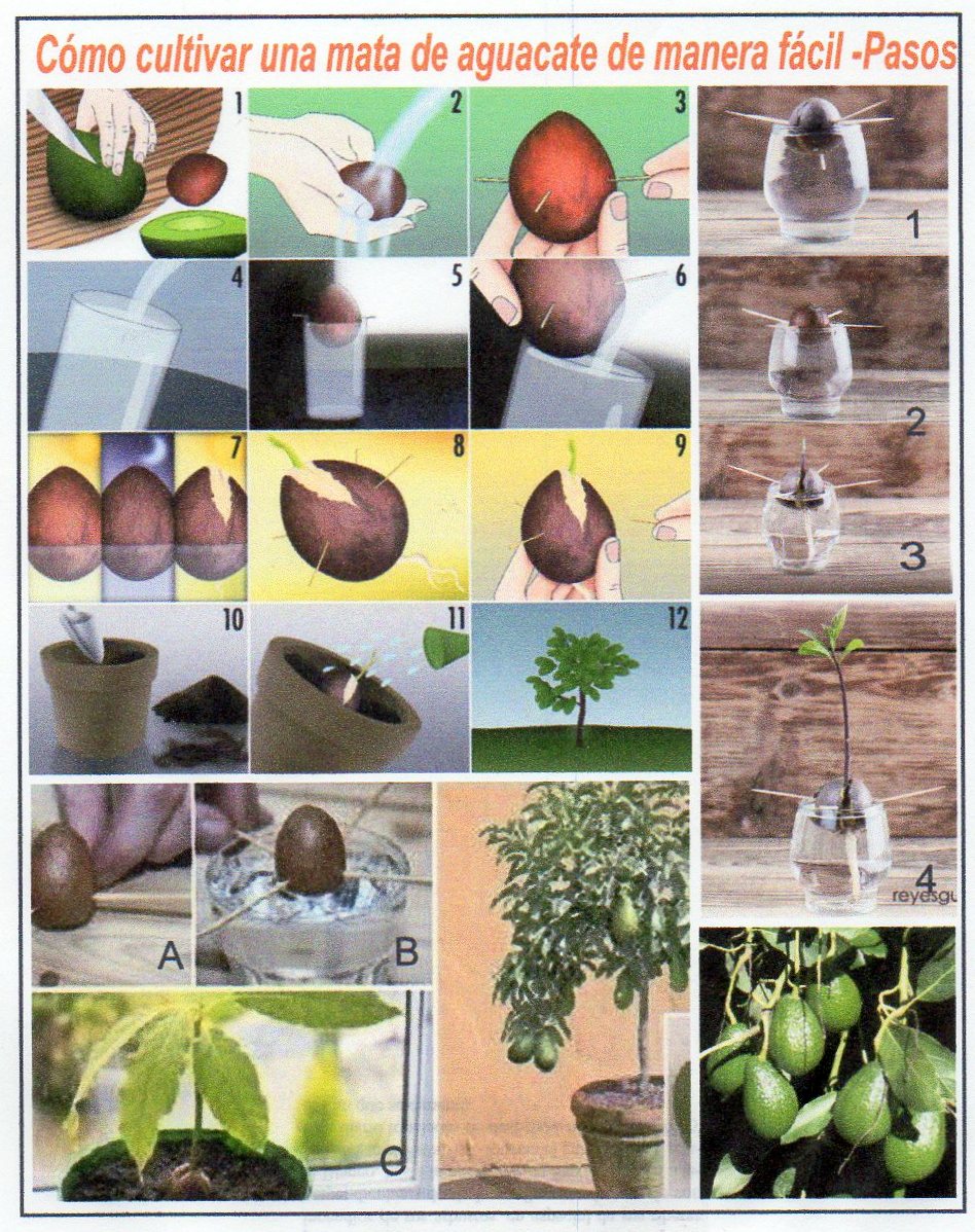  Cómo cultivar de manera fácil una planta de aguacate y obtener frutos saludables