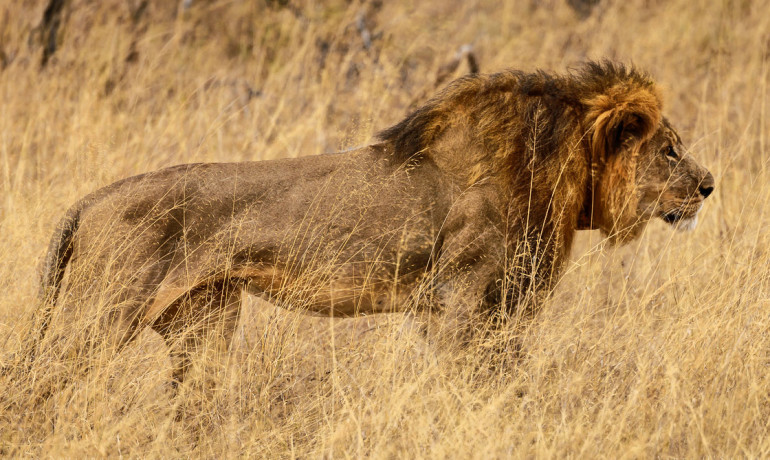 Could stronger U.S police have saved Cecil?