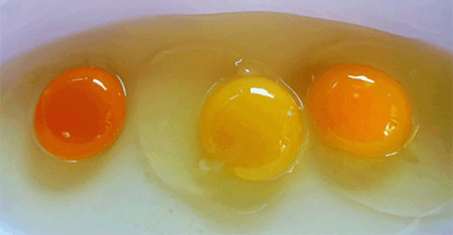 Debes pensar dos veces antes de decidir cuál de estas yemas de huevo te parece más normal 