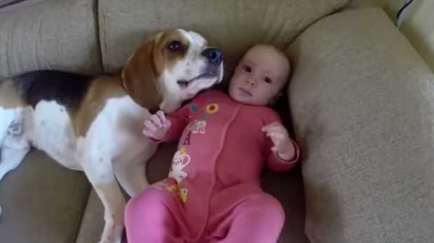 Charlie, el perro niñero que cuida a una bebe 