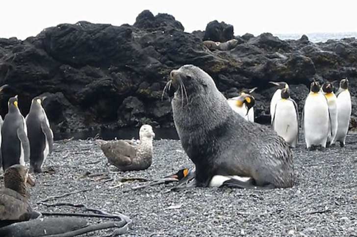 Los lobos marinos en la Antártida tienen un extraño comportamiento: tienen sexo con pingüinos
