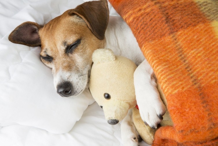 Por qué es bueno dormir con tu perro