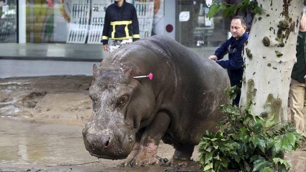 Una extraordinaria inundación provocó la fuga de animales del zoológico de esta ciudad