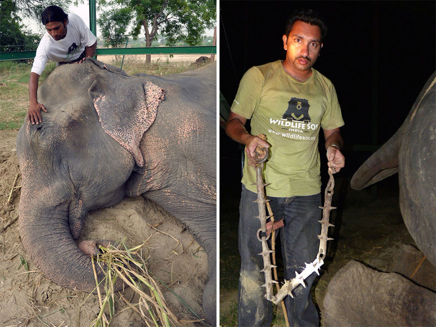 Raju, el elefante que lloró cuando fue rescatado de su cautiverio