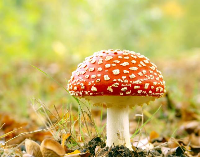 Nuevos ensayos clínicos sugieren que los hongos mágicos realmente podrían ser la solución a la depre