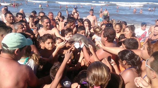 A Baby Dolphin Died Because Tourists Wanted Selfies With Her