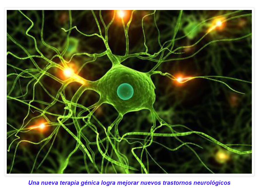 Publicado en "Science": Diseñan una nueva terapia génica eficaz para tratar trastornos neurológicos