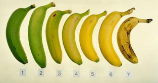La banana que se ve manchada y fea es la más saludable