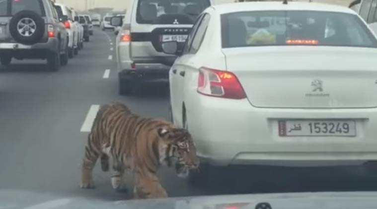 VIDEO: Tiger    roars    through Doha traffic jam
