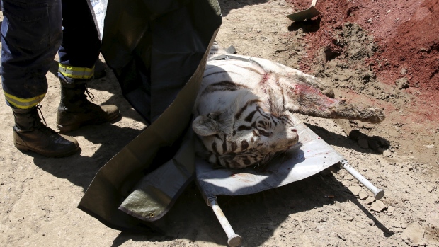 Escaped tiger from Tbilisi zoo kills a man, wounds another