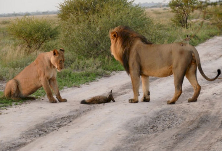 Two lions walk up to an injured fox. What they do next has animal experts shocked