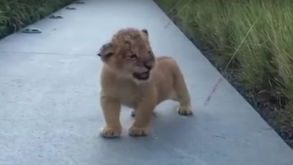 Lion cub isn't scaring anybody with world's tiniest roar