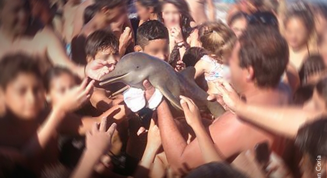 Decenas de turistas matan a una cría delfín al intentar sacarse fotos con él