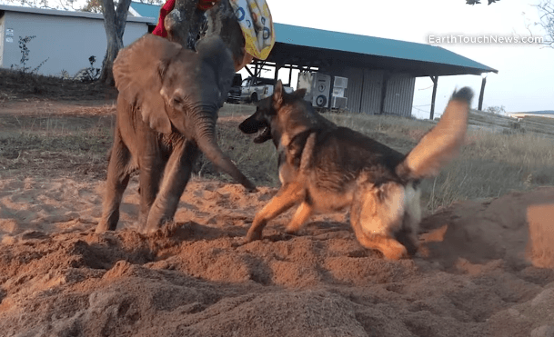 See How this German Shepherd Saved a Baby Elephant
