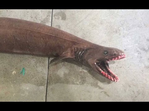 Consiguen tiburón prehistórico en Australia