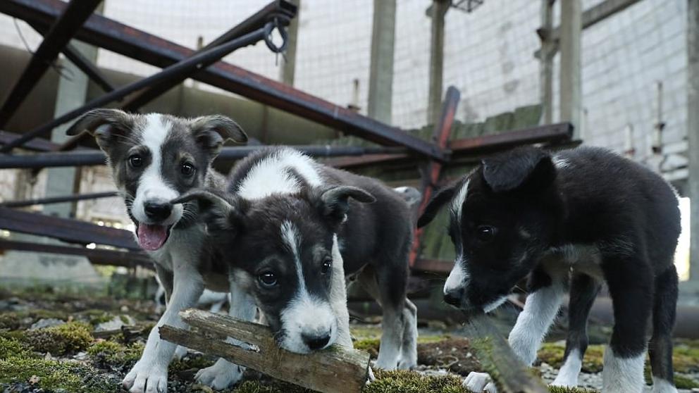 Los perros de Chernóbil: ¿Qué pasó con ellos y sus descendientes?