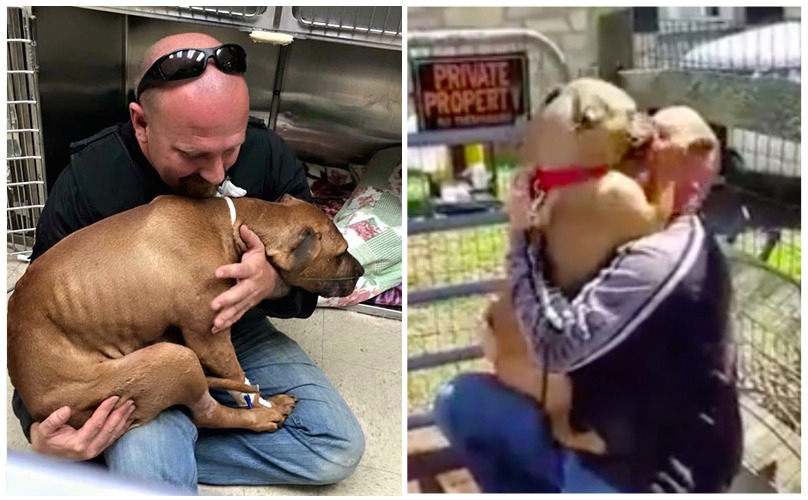Former Fighting Dog Smothers Rescuer With Hugs & Kisses After Being Apart For 2 Days
