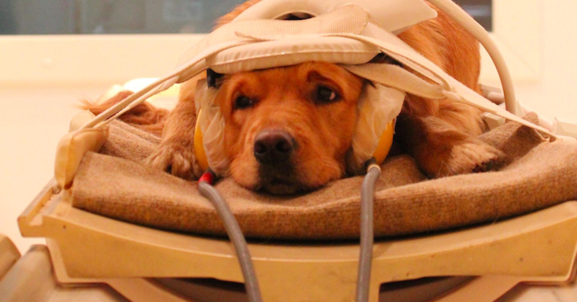 Escáneres cerebrales que revelan lo que los perros piensan de nosotros