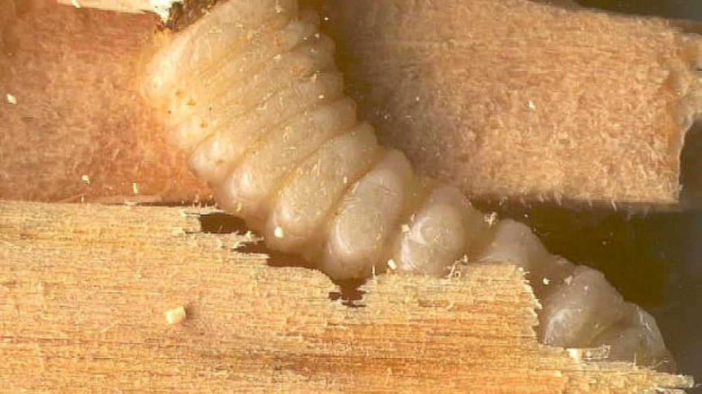  Carcoma y termitas: principales diferencias entre dos plagas que consumen madera