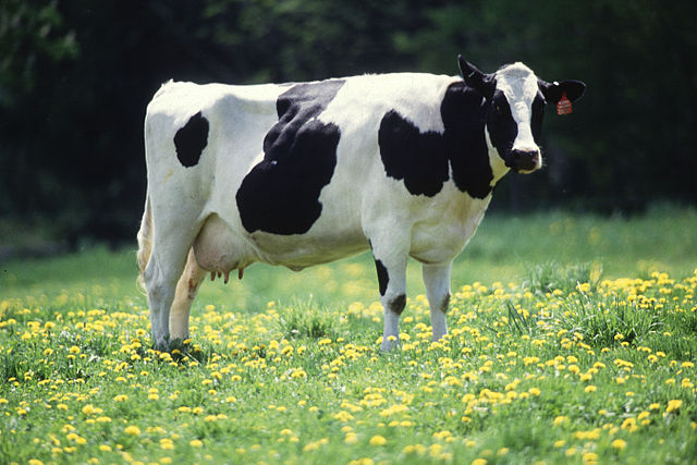 La vaca y la mediocridad 