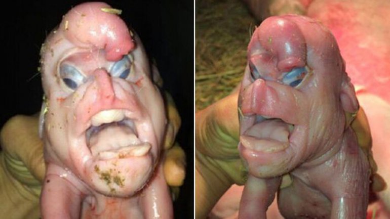 Atrapan criatura en China con rostro humano y pene en la frente fotos; hieren sensibilidad