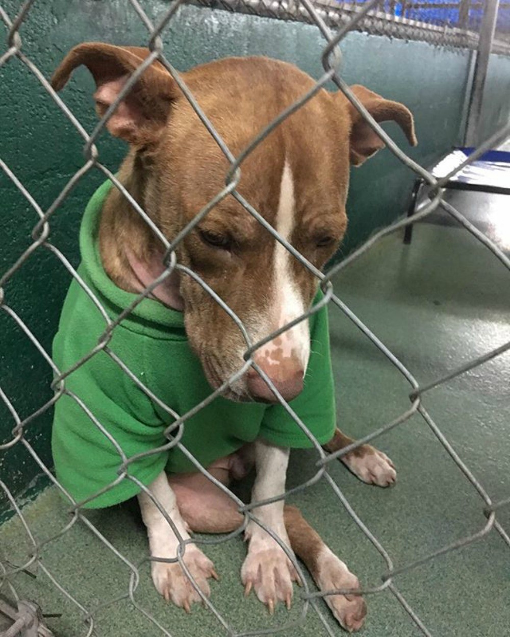 2-months later and heartbroken shelter dog still wears his Christmas sweater