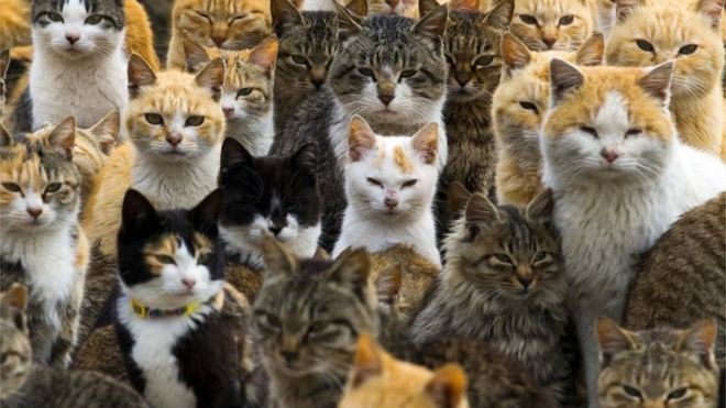 These are the amazing things you can do in Japan on Cat Day