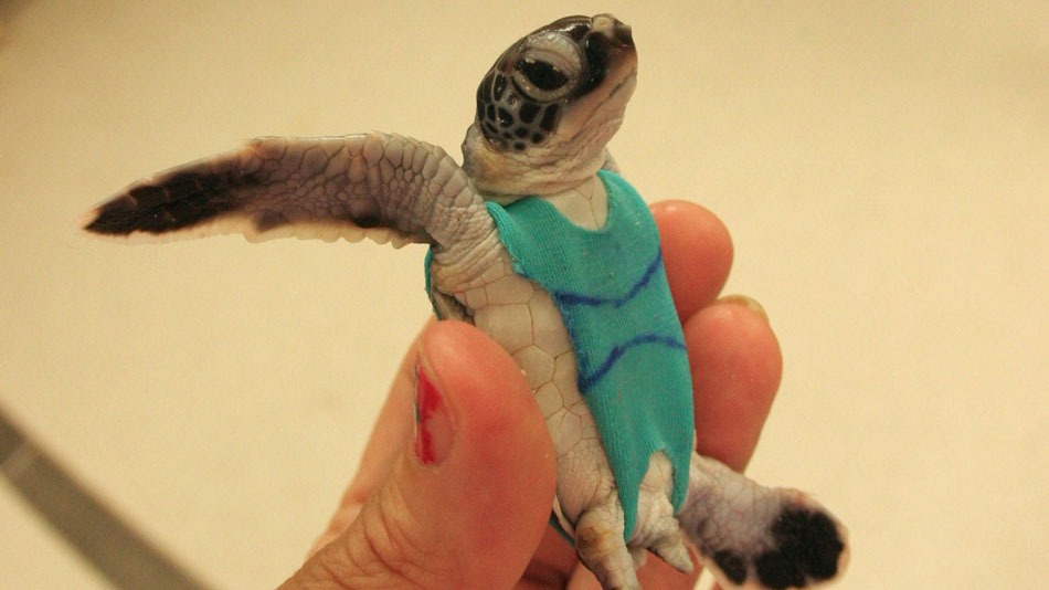 Sea turtles are wearing teeny swimsuits for one smelly reason