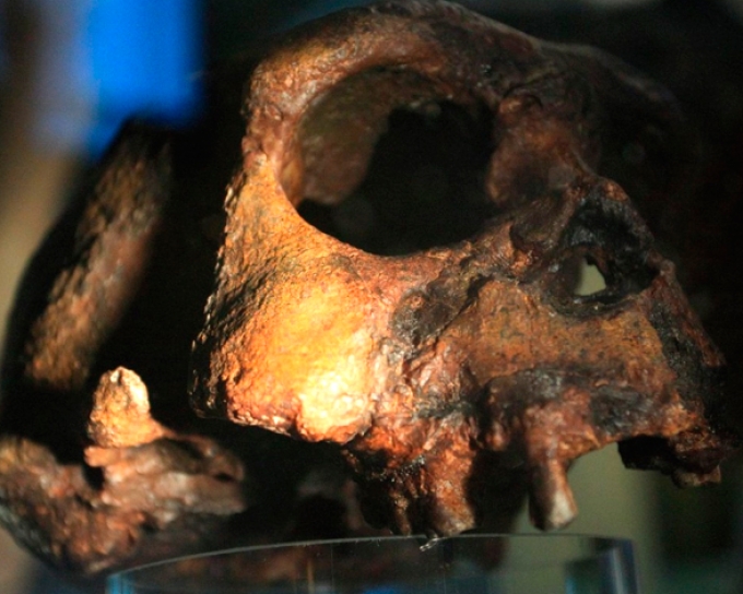 Hallaron restos de otro ancestro humano que coexistió con "Lucy"
