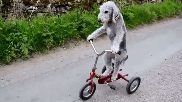 Este es Barry, el perro que sabe viajar en bicicleta