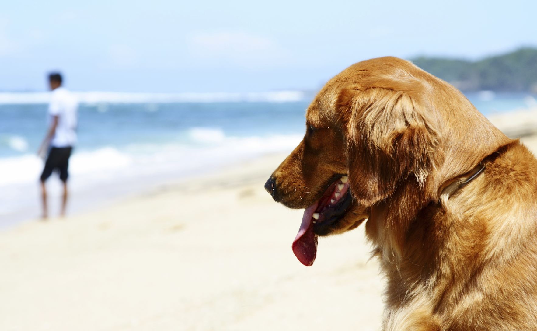 These tips will help your pet feel fresh in the summer