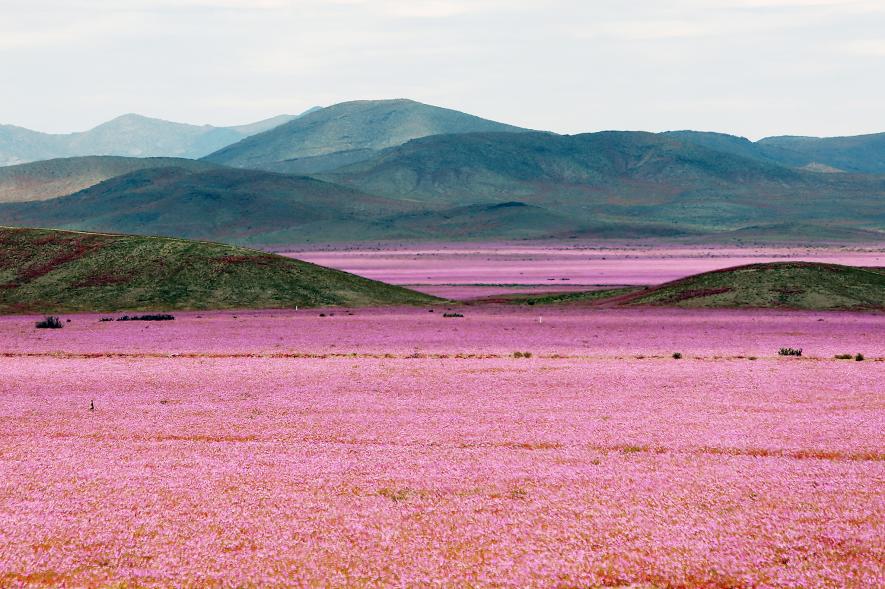 El Niño Paints the World's Driest Place with Color