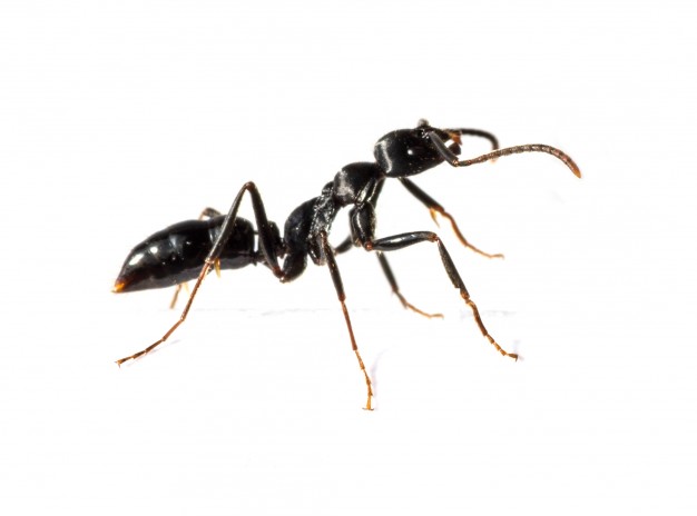 Controlar las hormigas en mi hogar
