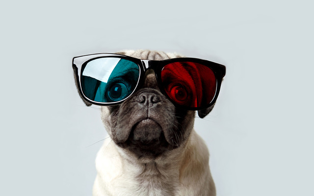 14 facts about pugs