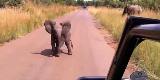 Adorable baby elephant attempts to act grown up 