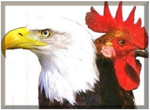 ¿Águila o Pollo?