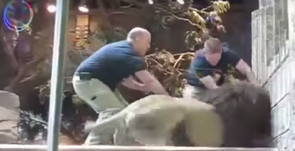Leona salvó a un cuidador del ataque de un león (VÍDEO)