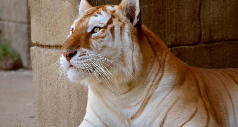 Tigres dorados, información básica sobre la especie