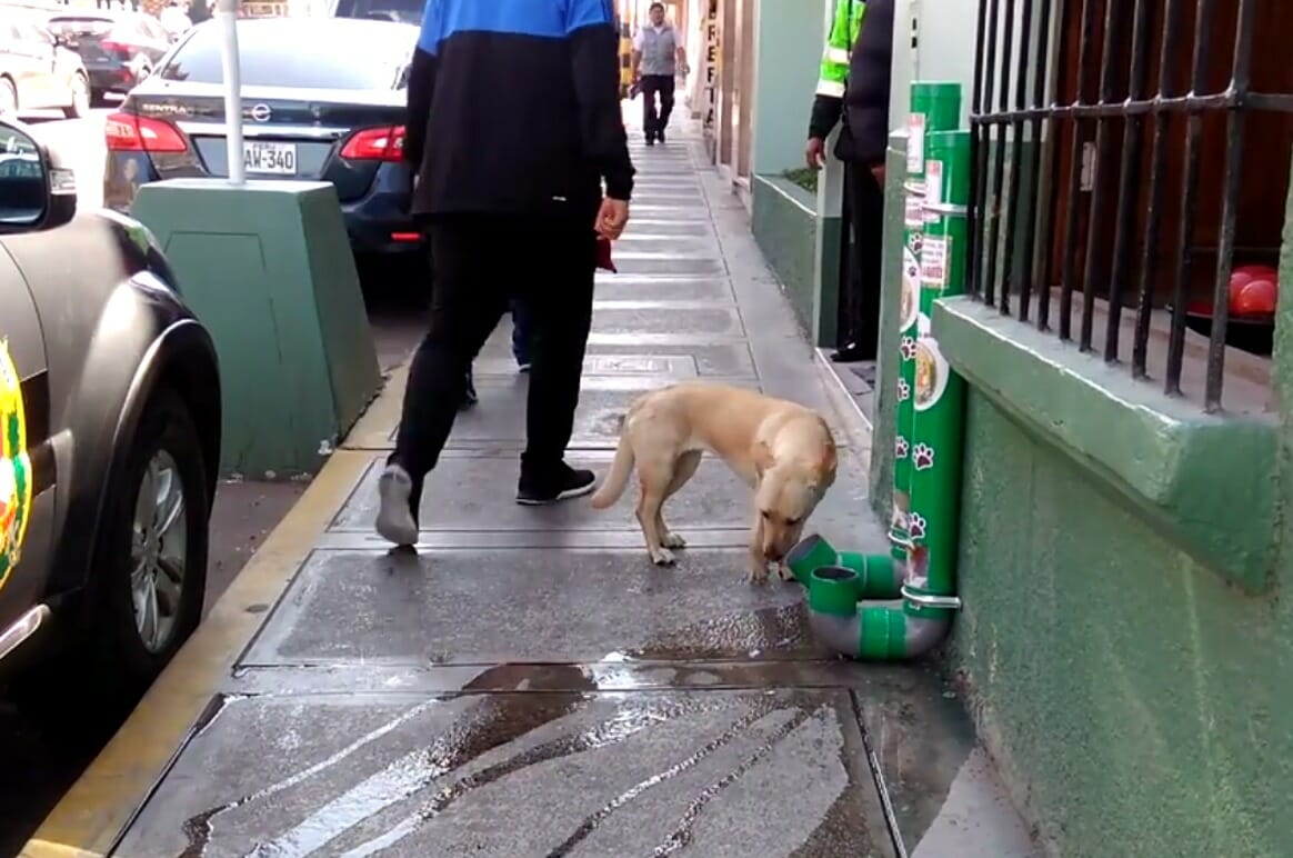 Policía instala dispensadores de comida y agua para perros abandonados en Perú 