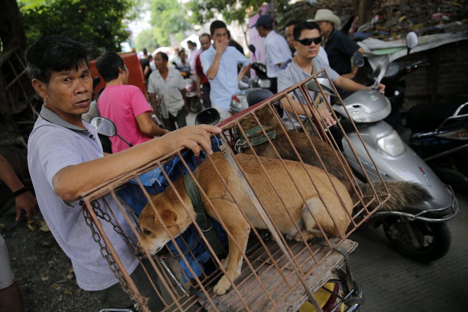 Prohíben venta y consumo de carne de perro en polémico festival de China
