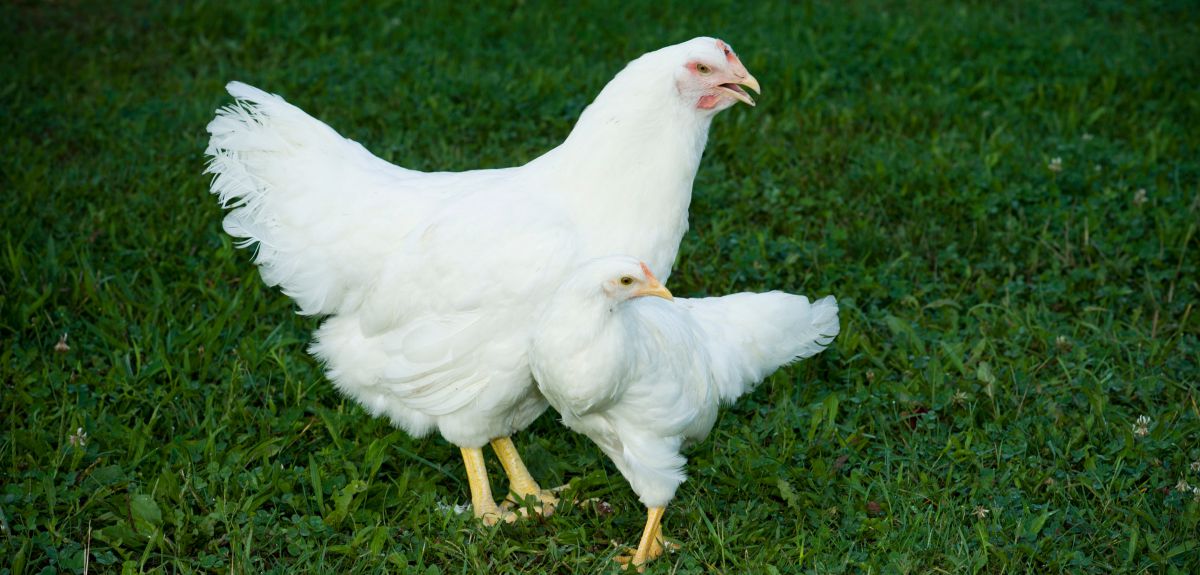 Chicken study reveals evolution can happen much faster than thought