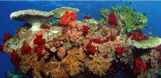 Proteína en coral australiano bloquea el VIH 